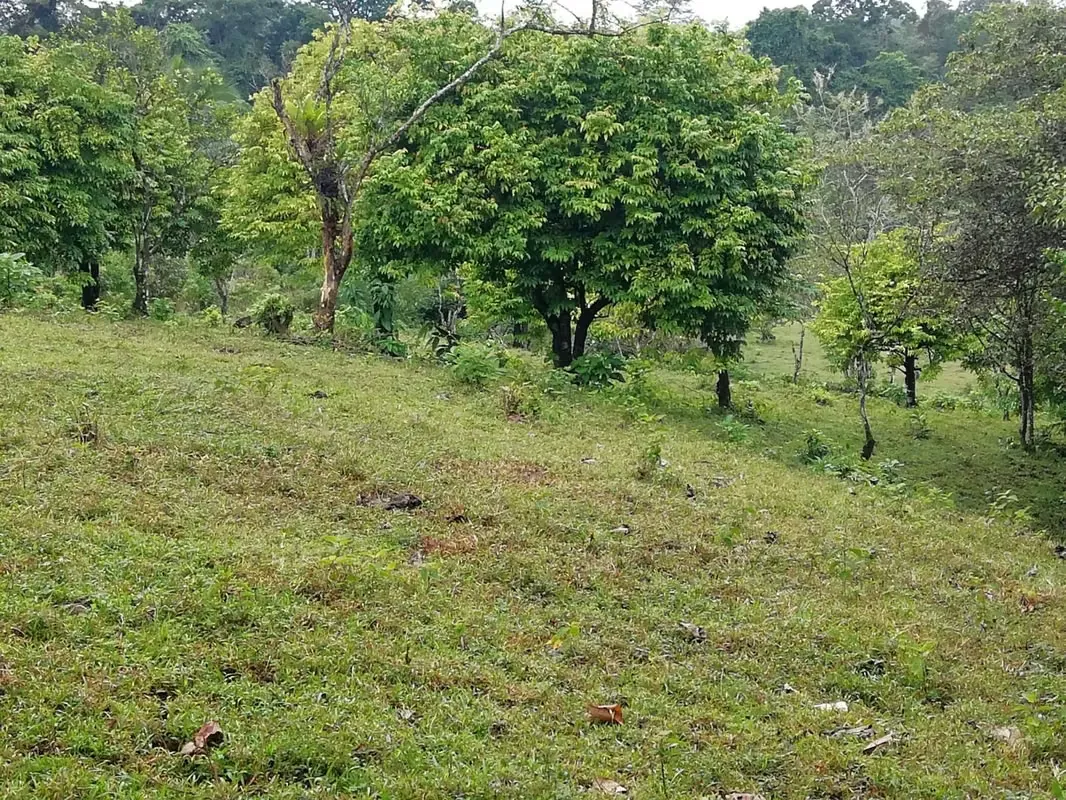 Esta propiedad está constituida por terrenos de repasto y montaña virgen secundaria de gran ...