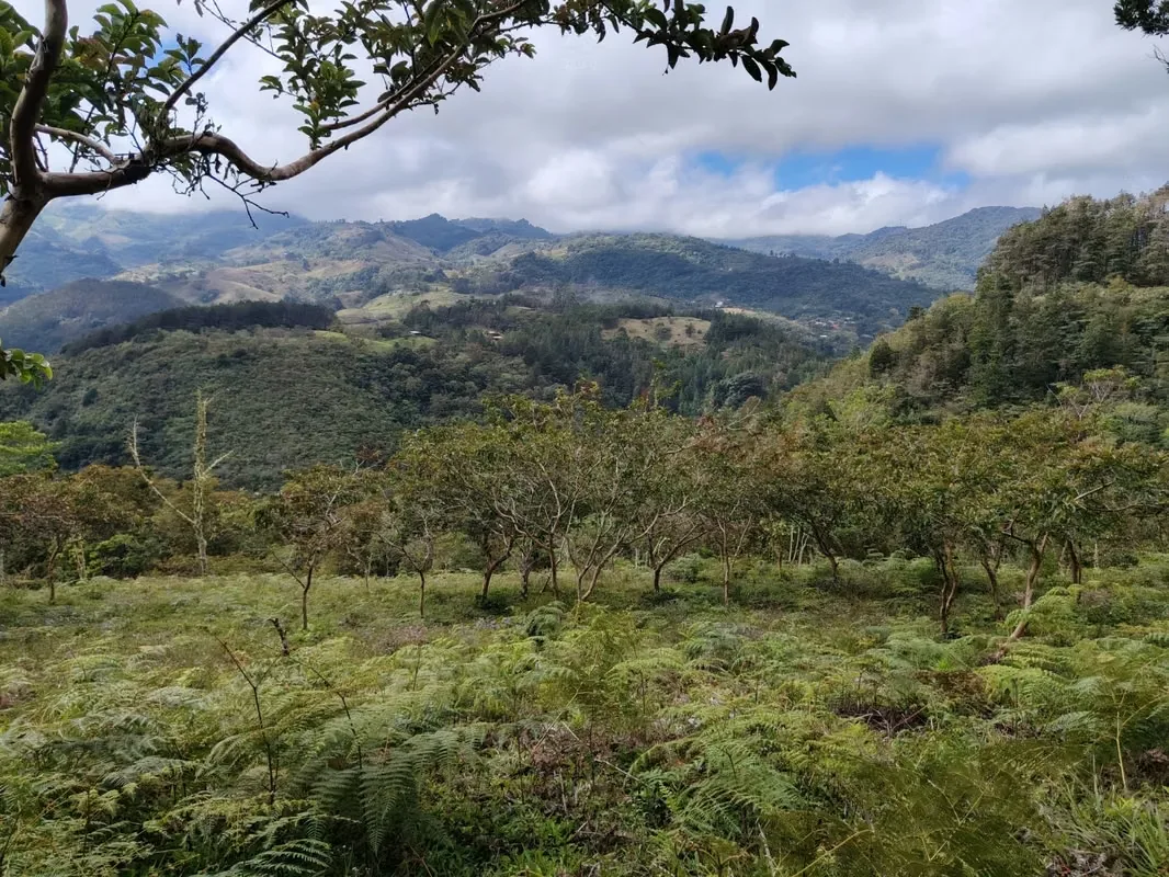 Terreno en Venta en Palo Verde del Guarco