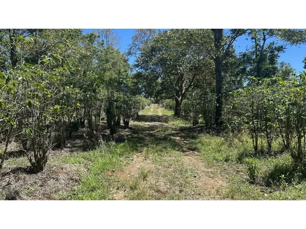 Venta de Espectacular Finca para Desarrollo Inmobiliario, San Pablo de Barva, Heredia — photo 3