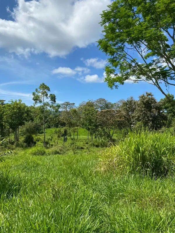 This lot of 5000 m2 (1,2 acre) is located in the heart of the Diamante valley, with a beautiful view, rich ...