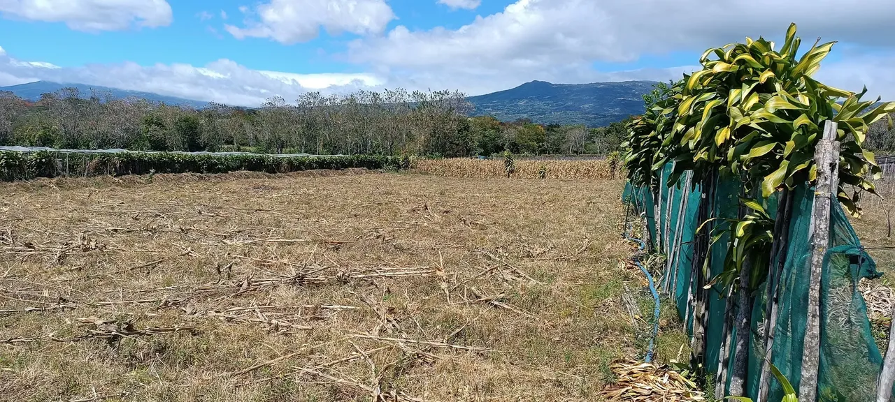 SELL FARM IN SAN LORENZO DE FLOR-