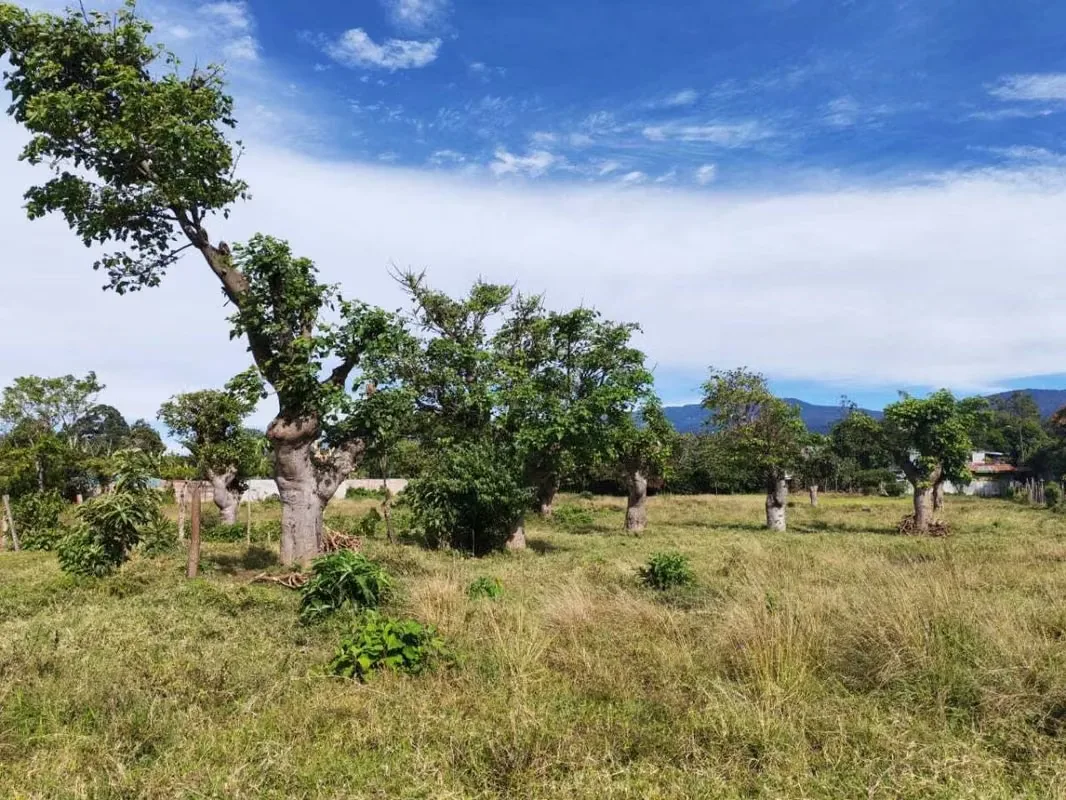 Lote de 6.235 m² ubicado en San Vicente de Santo Domingo, en una de las zonas residenciales más estables y consolidadas de Heredia. La propiedad ofrece un entorno natural, privacidad ... — photo 3