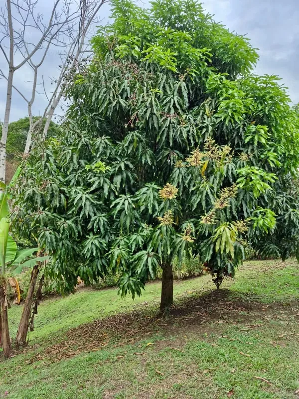 Beautiful Farm for Sale in La Lucha, La Tigra – San Carlos — photo 2