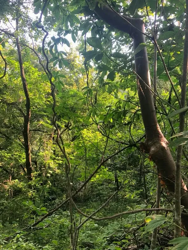 Terreno en San Rafael de Esparza, Puntarenas