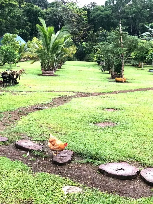 For sale hobby farm located 10 kl from Upala center.
