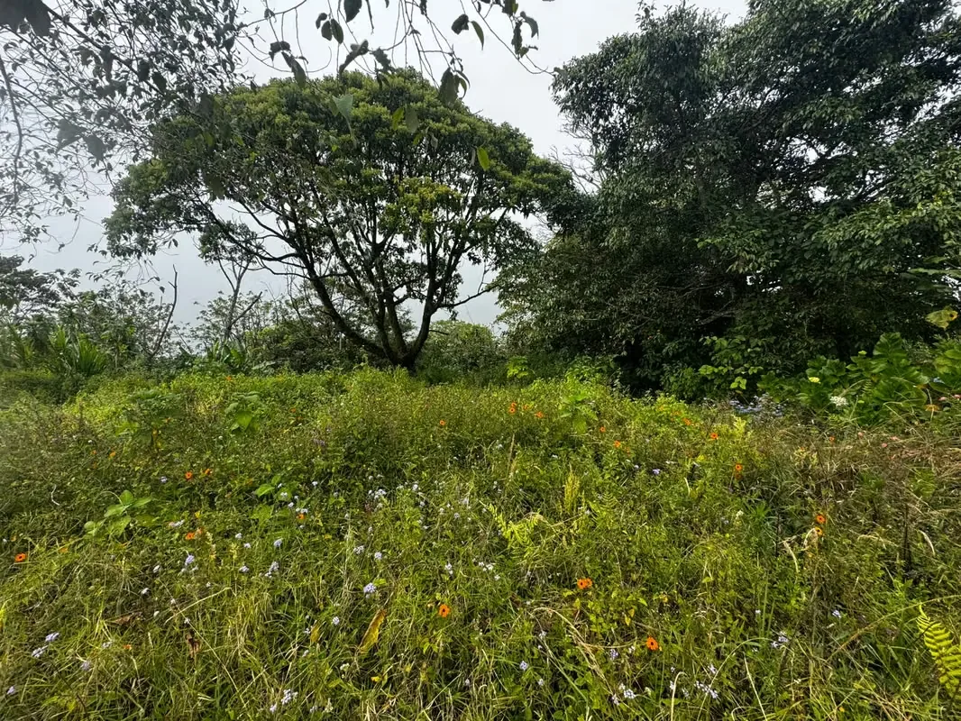 SE VENDE LOTE EN VÁZQUEZ DE CORONADO, SAN JOSÉ — photo 3