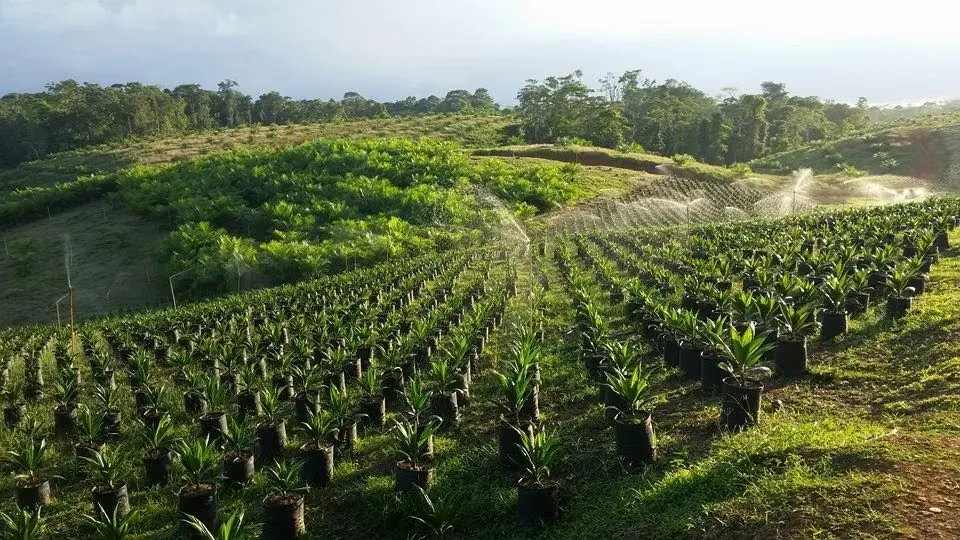 50-hectare oil palm farm in Limoncito, Cutris, San Carlos