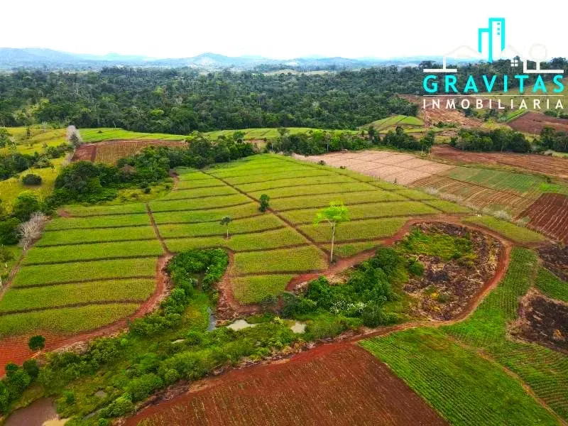 Finca for sale in San Carlos Coopevega Cutris HECHA ID 1584