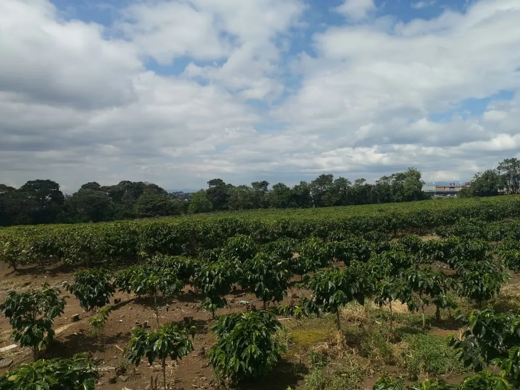 MA Asesorías vende Finca de 6 Hectáreas, con Uso de Suelo Mixto e Industrial, en San Pablo de Heredia. — photo 2
