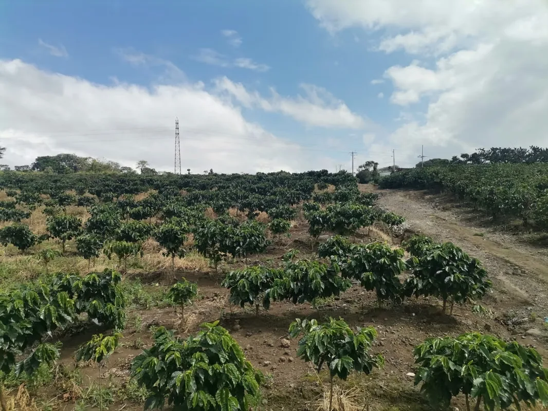 MA Asesorías vende Finca de 6 Hectáreas, con Uso de Suelo Mixto e Industrial, en San Pablo de Heredia. — photo 3