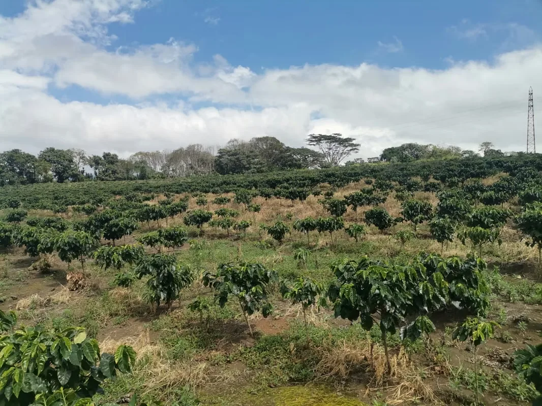 MA Asesorías vende Finca de 6 Hectáreas, con Uso de Suelo Mixto e Industrial, en San Pablo de Heredia. — photo 4