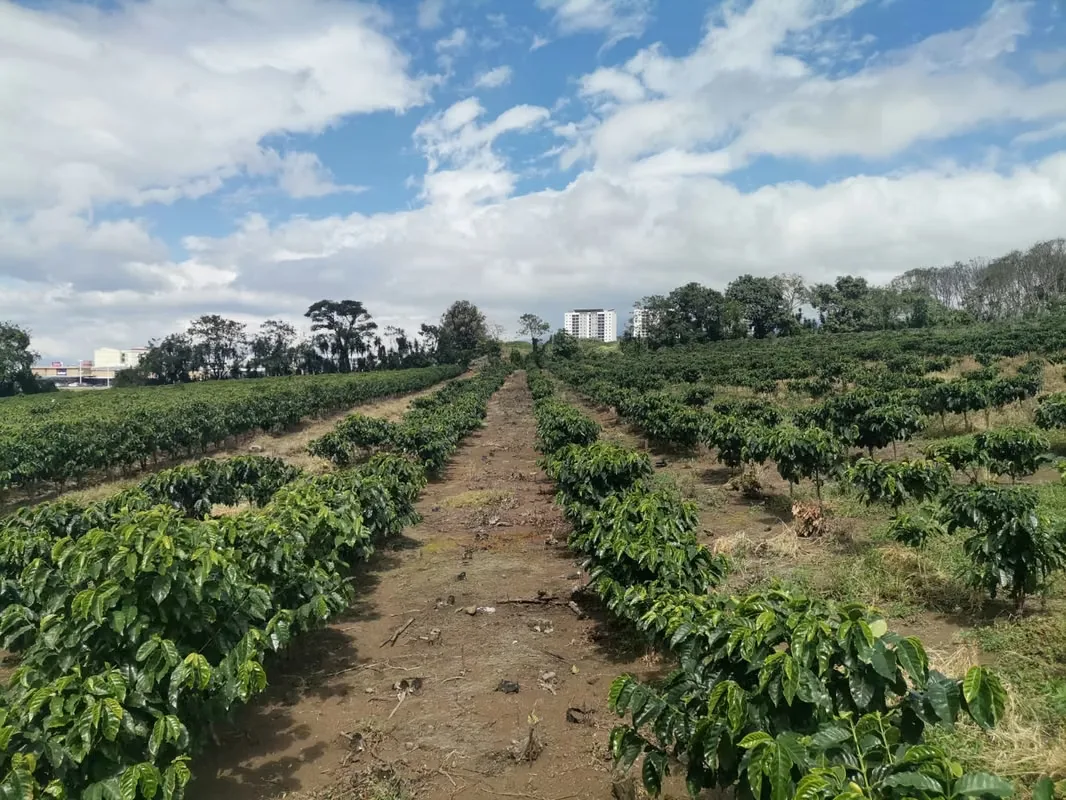 MA Asesorías vende Finca de 6 Hectáreas, con Uso de Suelo Mixto e Industrial, en San Pablo de Heredia. — photo 5