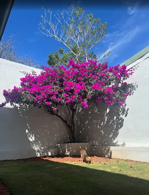 Se vende hermosa casa de dos plantas, construida en concreto, ubicada en el Residencial Casa Blanca, una comunidad privada reconocida por su seguridad, tranquilidad y excelentes ...