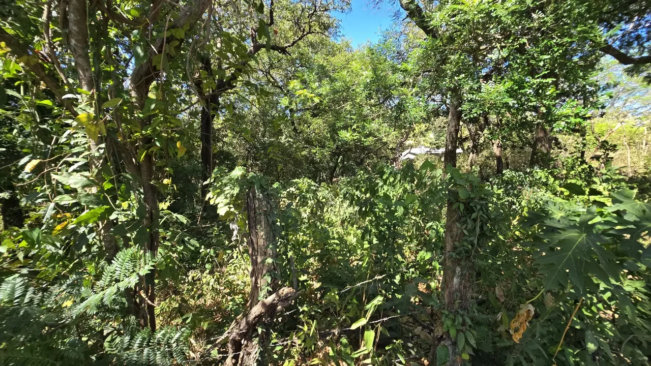 Land for Sale in Liberia – Las Delicias