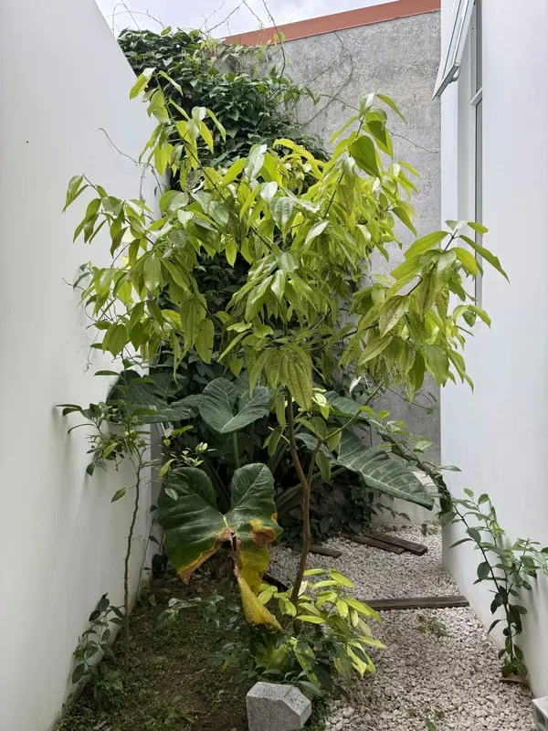 House for Sale in San Rafael de Montes de Oca, San José — photo 5