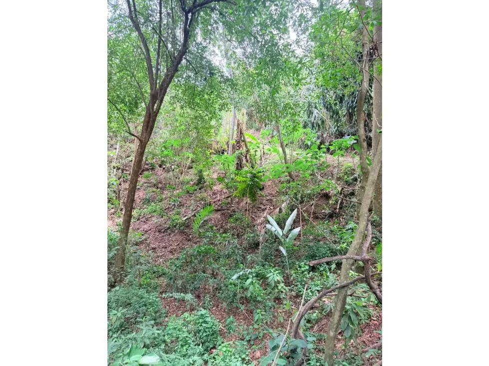 Venta Lote en Bosques de Mora