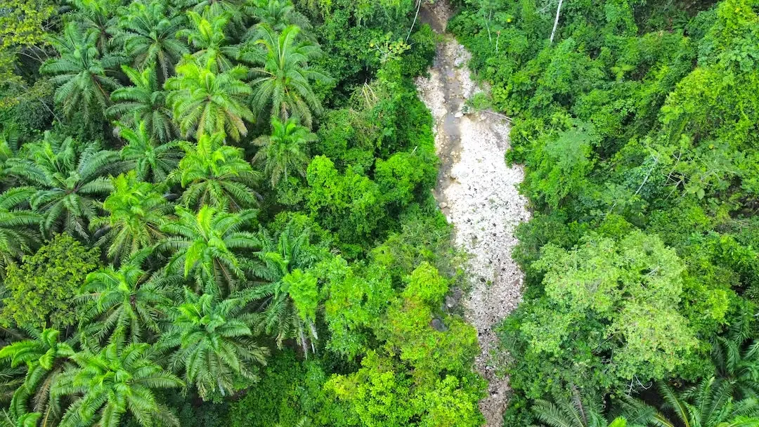 Finca de 165 ha en el Sur de Costa Rica con Alto Potencial de Valorización y Eco-Desarrollo