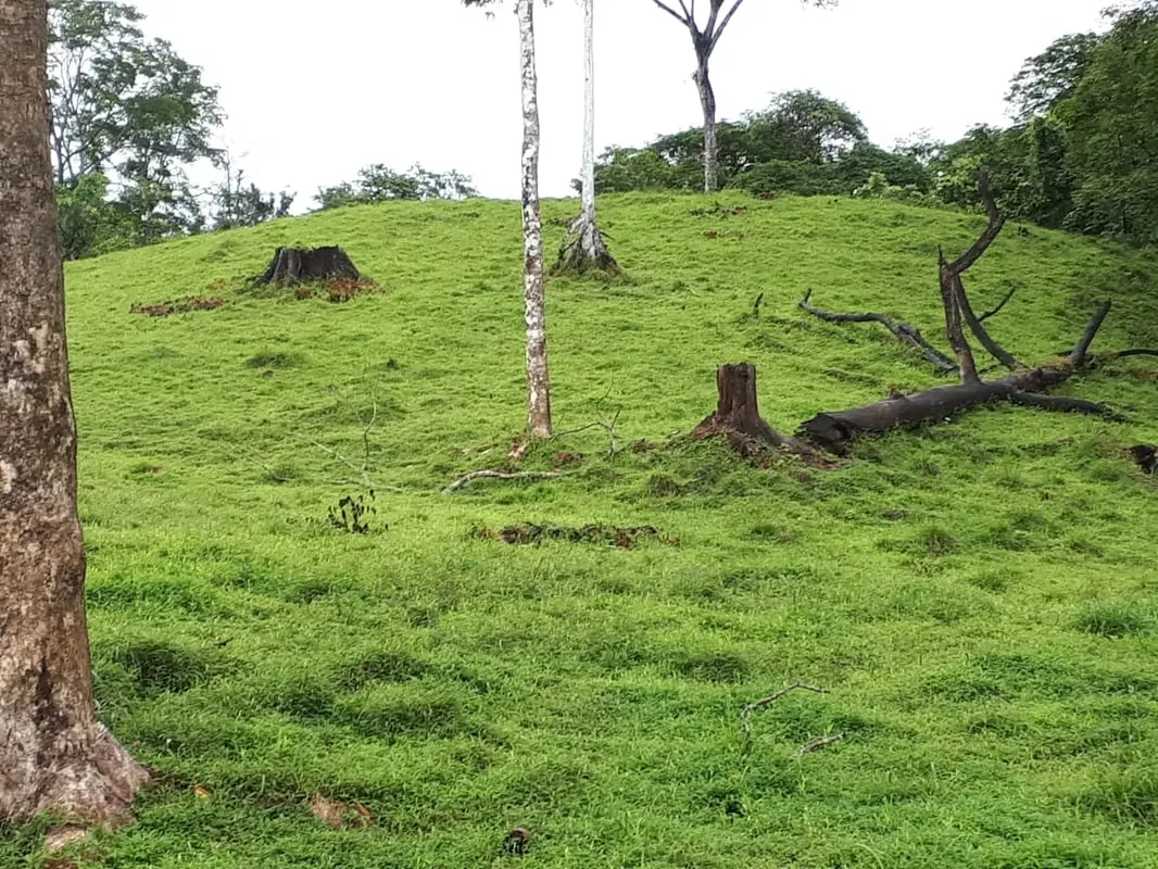 MA Asesoría vende Finca en Cutris de San Carlos, Alajuela