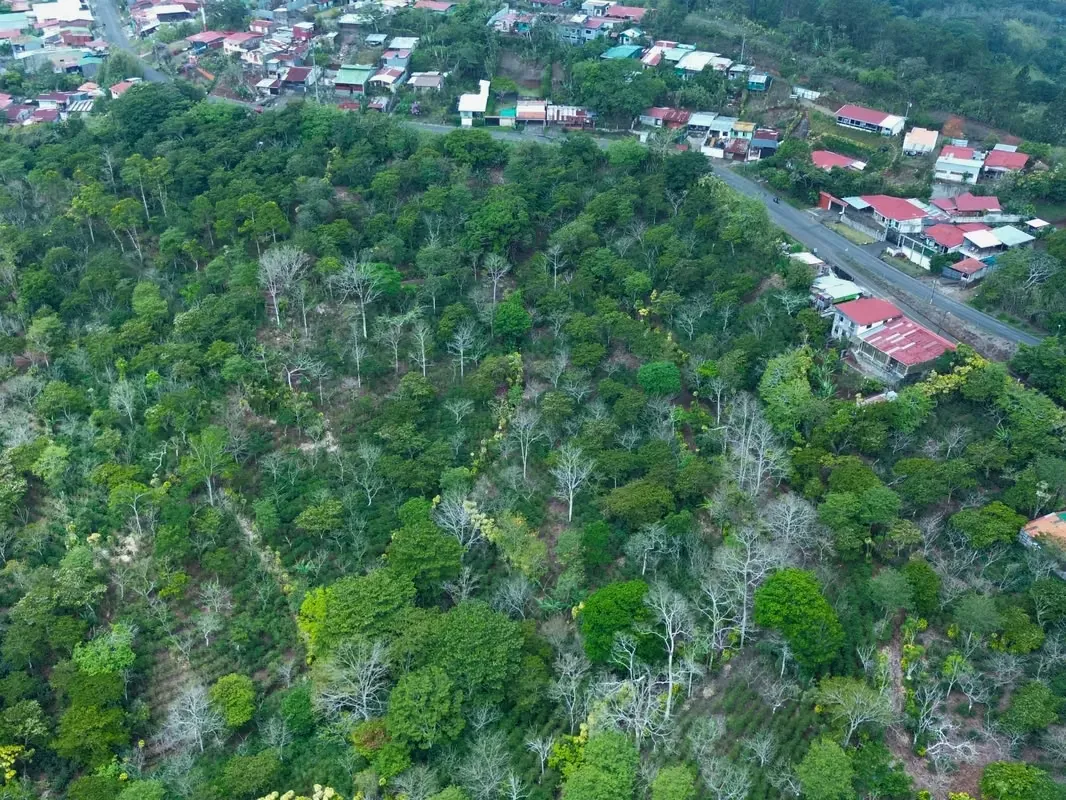 Finca en venta para desarrollo | 7.14 ha | San Ramón centro | Alta disponibilidad de agua