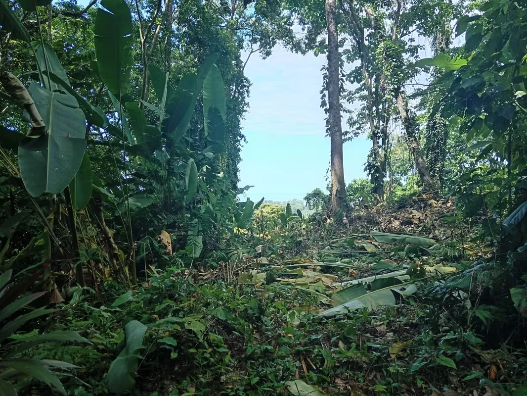 Terreno con vista al mar en Hone Creek, Cahuita, Limón