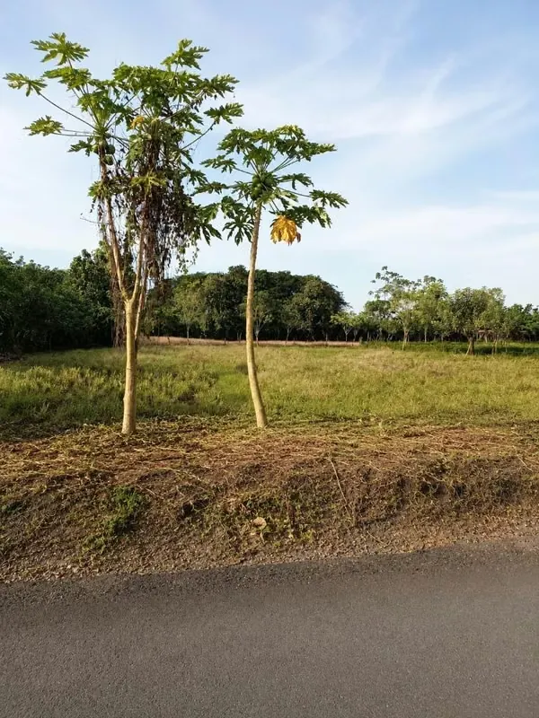 Lote plano frente calle pública listo para construir, disponibilidad de agua y luz