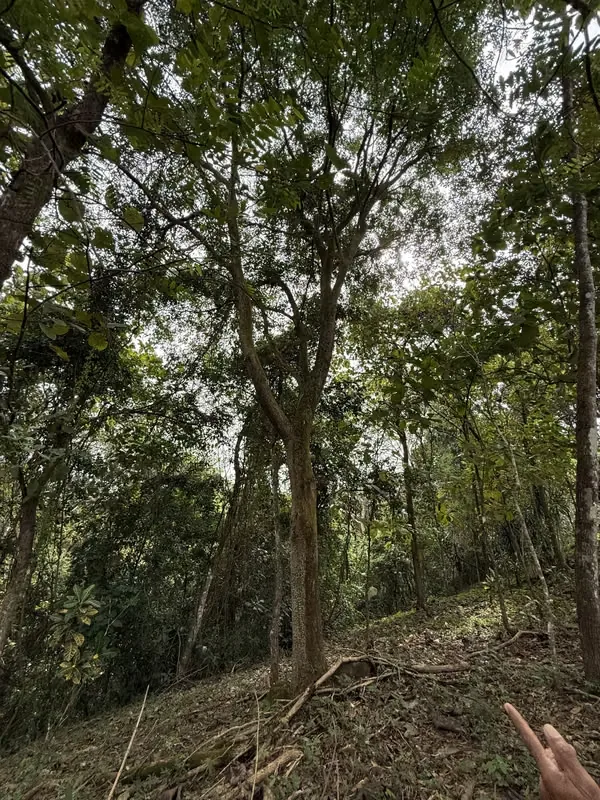 Beautiful Agricultural Property in Esparza, Puntarenas, Costa Rica. 2 hrs away from San Jose International Airport and 30 mins from the beach and port of Puntarenas. This exceptional ...