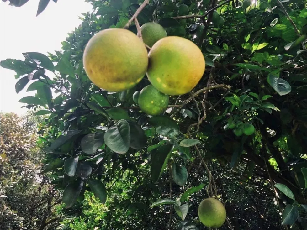 Venta de finca, en Alajuela, Orotina, Hacienda Vieja, totalmente plana, con dos entradas.