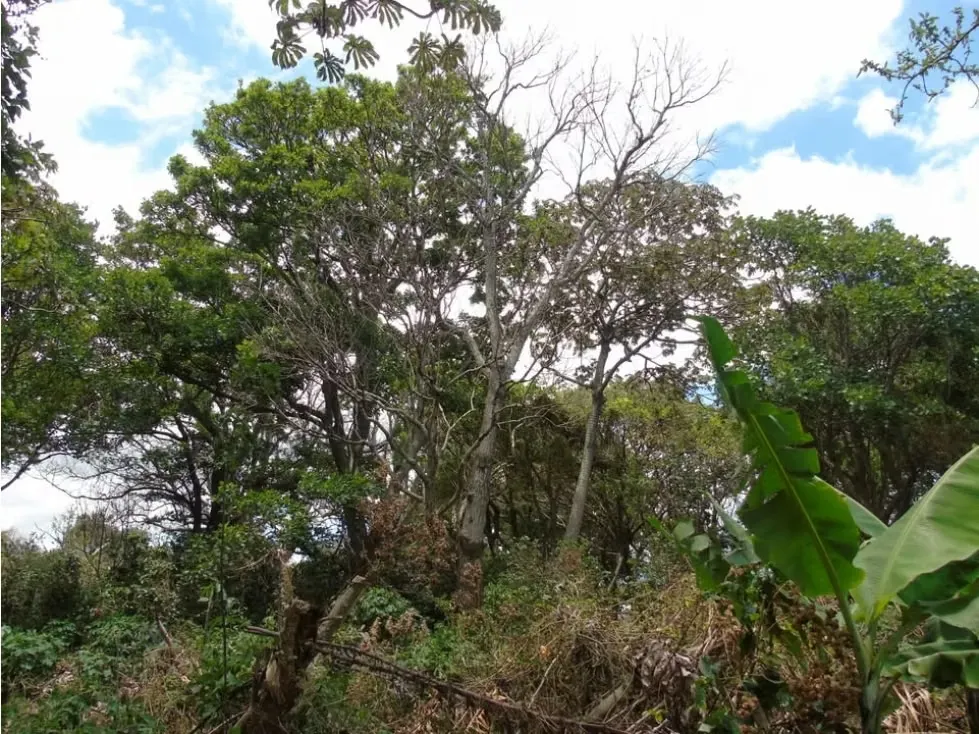 Venta de Hermoso Terreno, Uso de Suelo Mixto, Santo Tomás de Santo Domingo de Heredia — photo 2