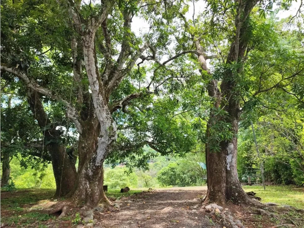 Quinta Productiva con Agua Propia en San Pedro de Turrubares