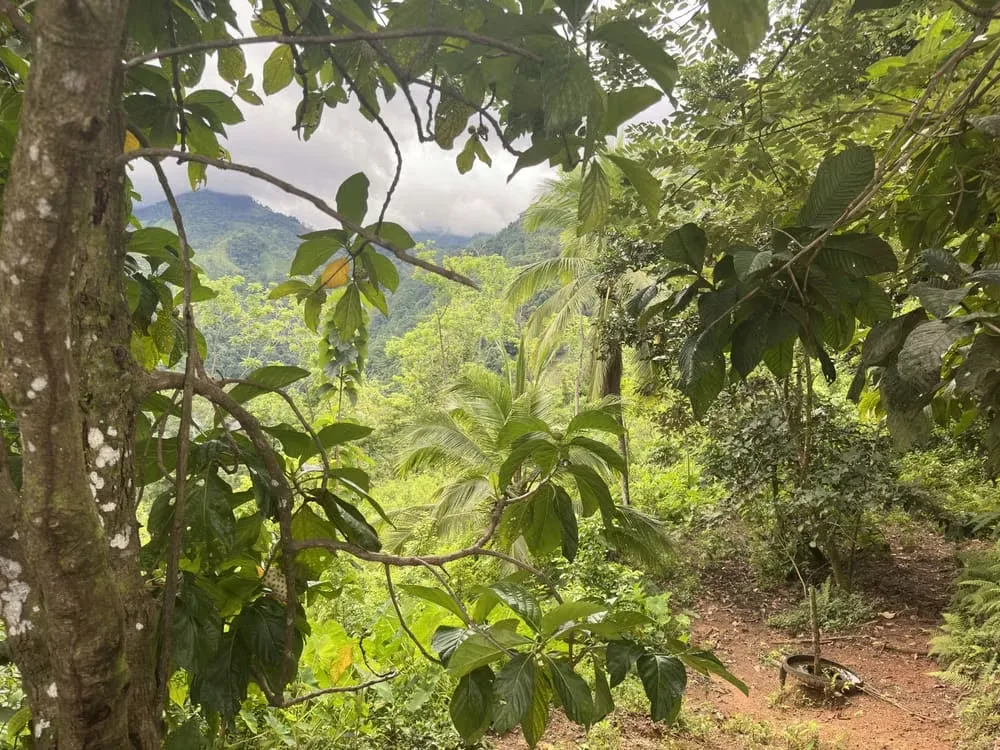 A unique opportunity in Acosta! This stunning 243,000 m² lot offers a privileged space surrounded by nature and breathtaking views—you can even see the ocean! Imagine waking up each ... — photo 5