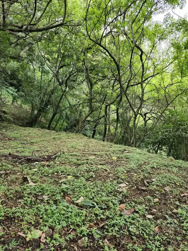 Descubra un majestuoso lote de terreno de 2008.20 m2 en el exclusivo y selecto residencial de Villa Real, ubicado en la privilegiada zona de Santana, San José. Este terreno, anclado ... — photo 2