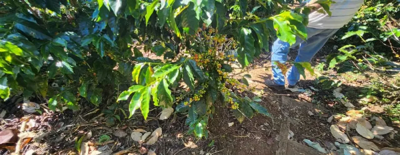 COFFEE FARM FOR SALE IN ORANGE — photo 2
