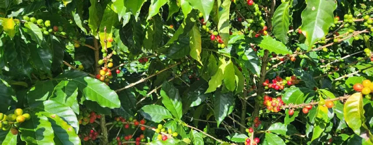 COFFEE FARM FOR SALE IN ORANGE — photo 3