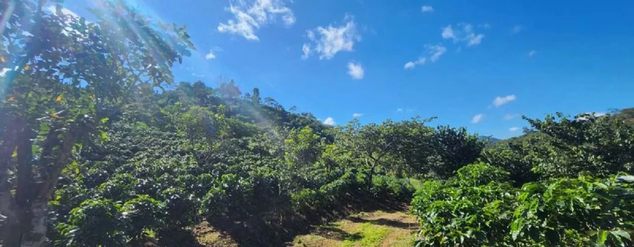 COFFEE FARM FOR SALE IN ORANGE — photo 4