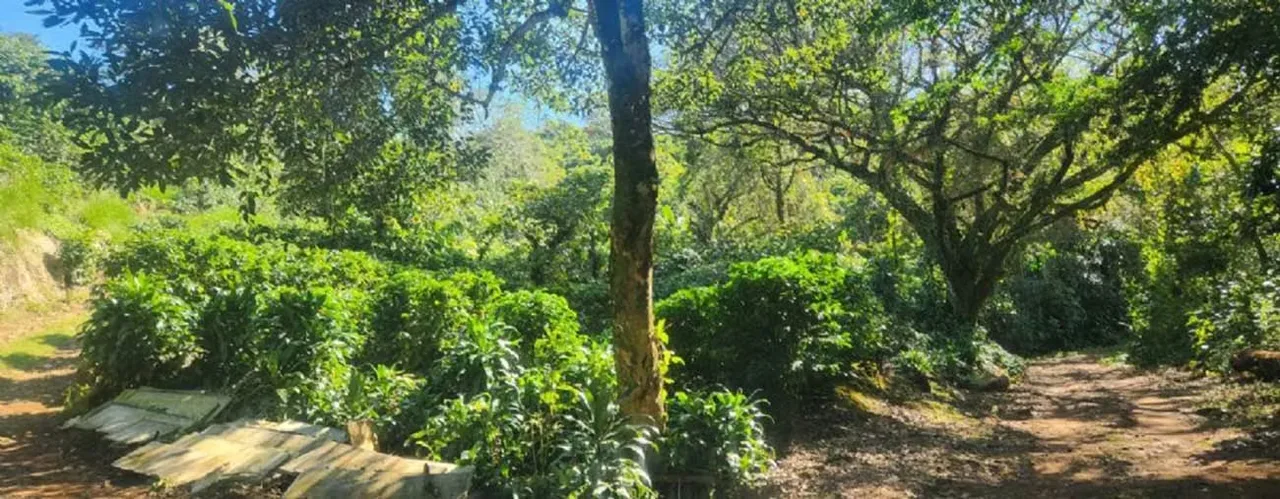 COFFEE FARM FOR SALE IN ORANGE — photo 5