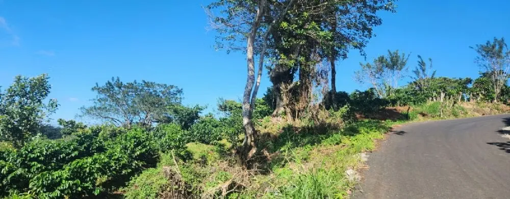 COFFEE FARM FOR SALE