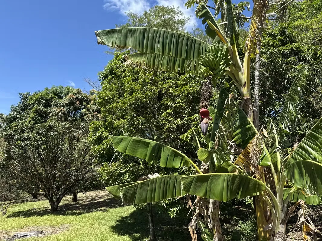 1.9 hectares in the Puriscal area with open views of the mountains, forest, river and nature in all directions. The property has fruit trees and a small house, ideal to enjoy from now ... — photo 3