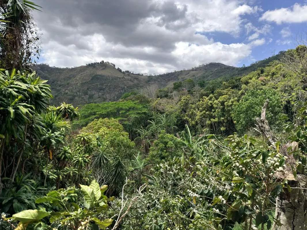 Venta de Finca Cafetalera con hermosa Casa en Atenas
