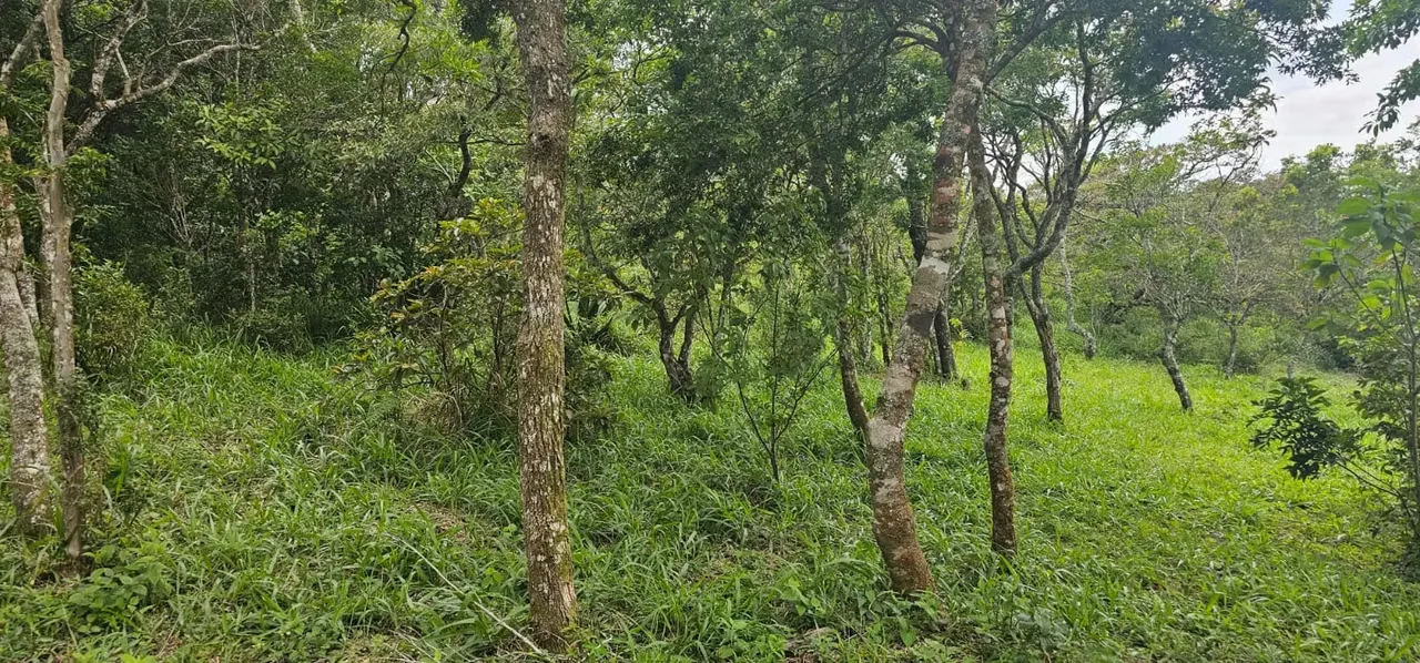Finca en corredor biológico Montes del Aguacate, San Ramón, Alajuela