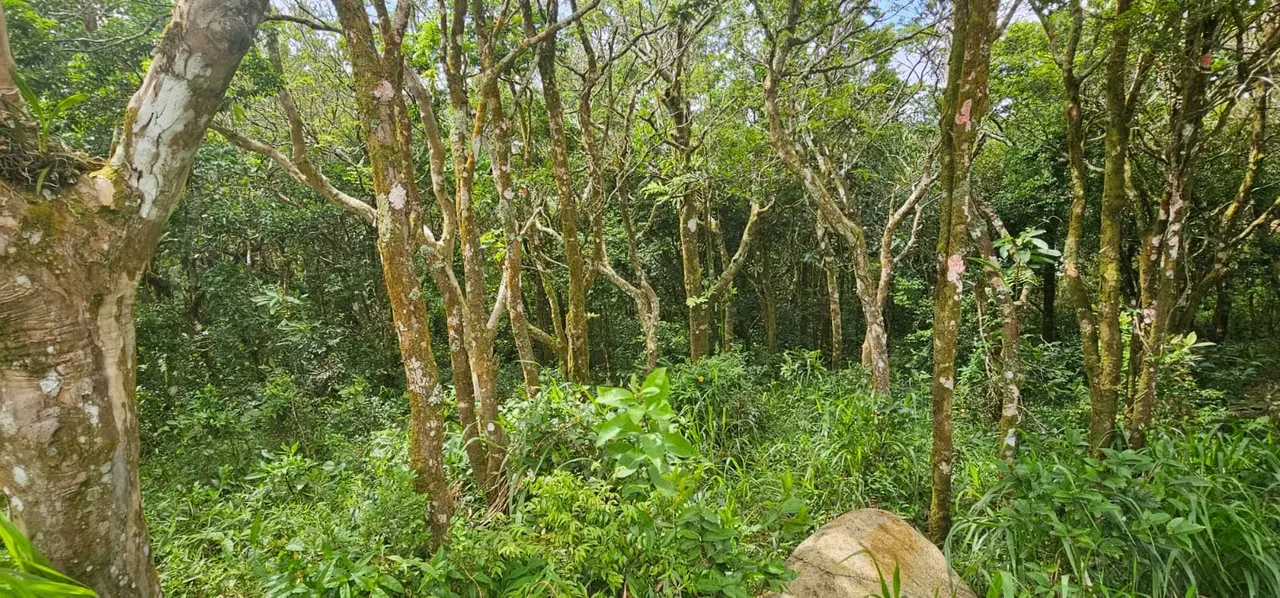 MA Asesoría vende propiedad en Quebradilla de Piedades Sur de San Ramón con espectaculares vistas al Golfo de Nicoya y las montañas de occidente. — photo 2