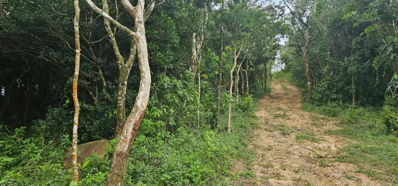 MA Asesoría vende propiedad en Quebradilla de Piedades Sur de San Ramón con espectaculares vistas al Golfo de Nicoya y las montañas de occidente. — photo 3