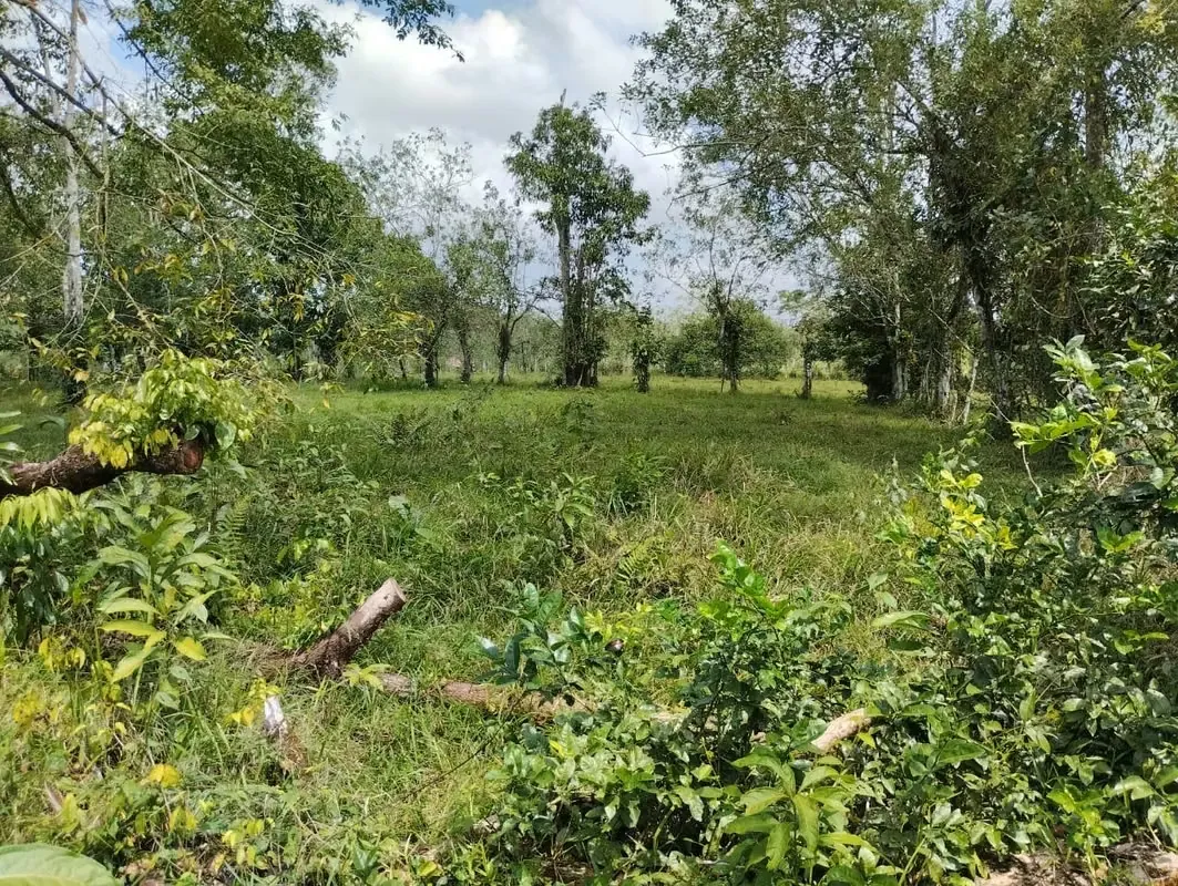 Farm for Sale in Pocosol, San Carlos, 75,029 m²