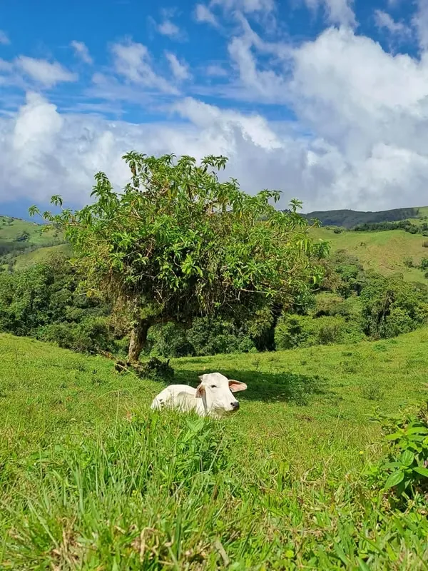 Beautiful ranch for sale in San Luis de Zarcero, surrounded by nature, mountains, and breathtaking panoramic views.