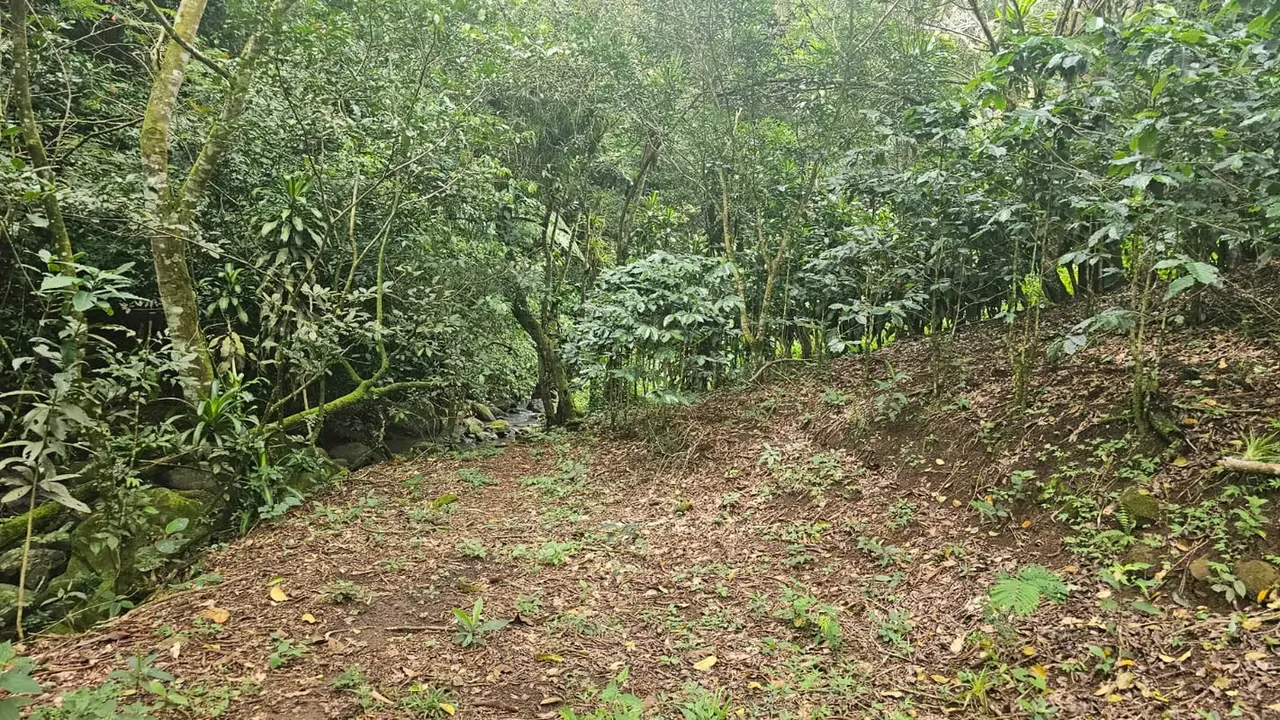 Venta de Finca en San Miguel de Piedades Sur, San Ramón, Alajuela