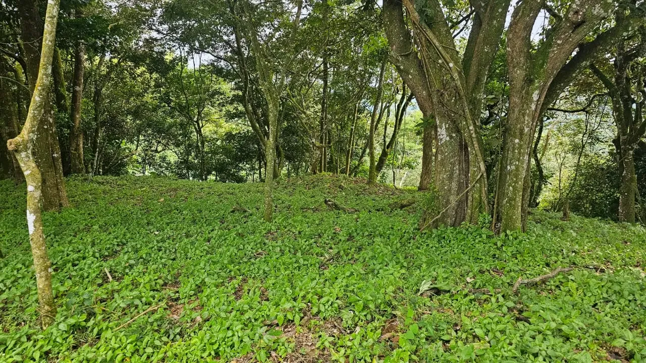 Property for sale at San Miguel de Piedades Sur, San Ramón, Alajuela