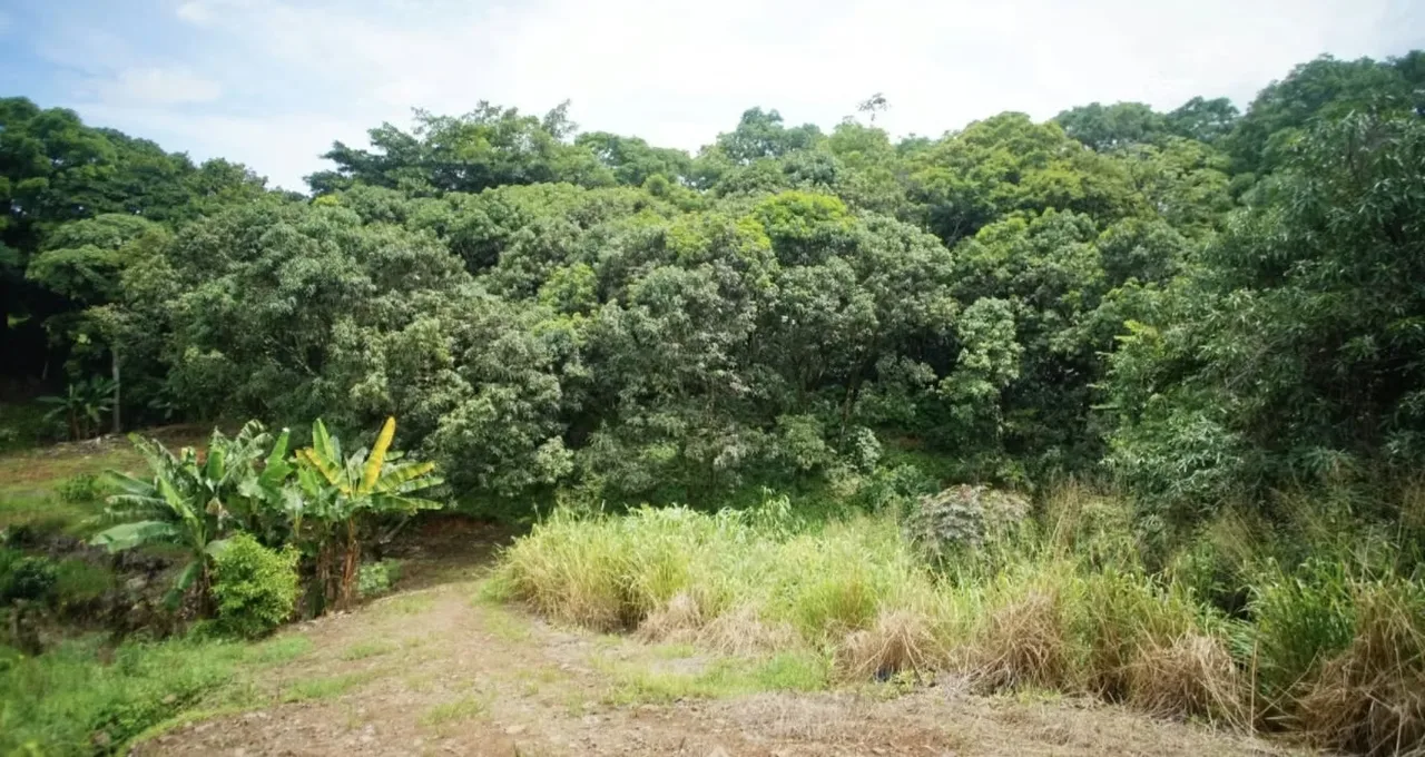 Si busca tranquilidad, espacio y naturaleza, este lote en Santa Eulalia, Atenas, es el lugar ... — photo 2