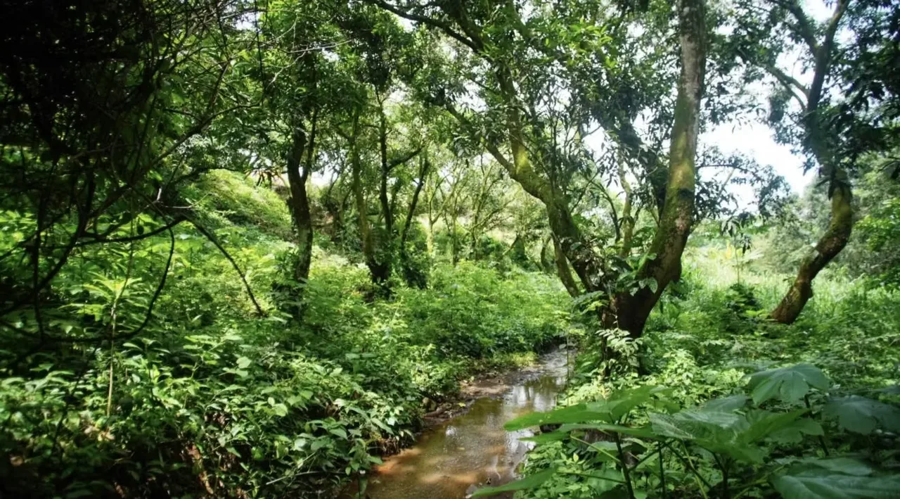 Si busca tranquilidad, espacio y naturaleza, este lote en Santa Eulalia, Atenas, es el lugar ... — photo 3
