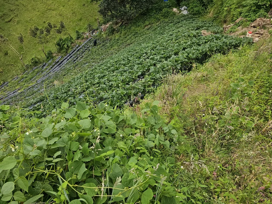 MA Asesorías vende hermosa finca de tierra fértil con cultivo de fresas, zanahorias y recién cultivo de más de 100 ... — photo 2