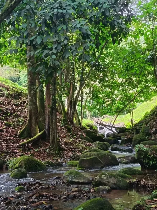 Excepcional propiedad de 6 hectáreas ubicada en la zona alta de La Tigra, cerca de La Fortuna, con impresionantes vistas panorámicas de 180° sobre el Valle de San Carlos. — photo 5