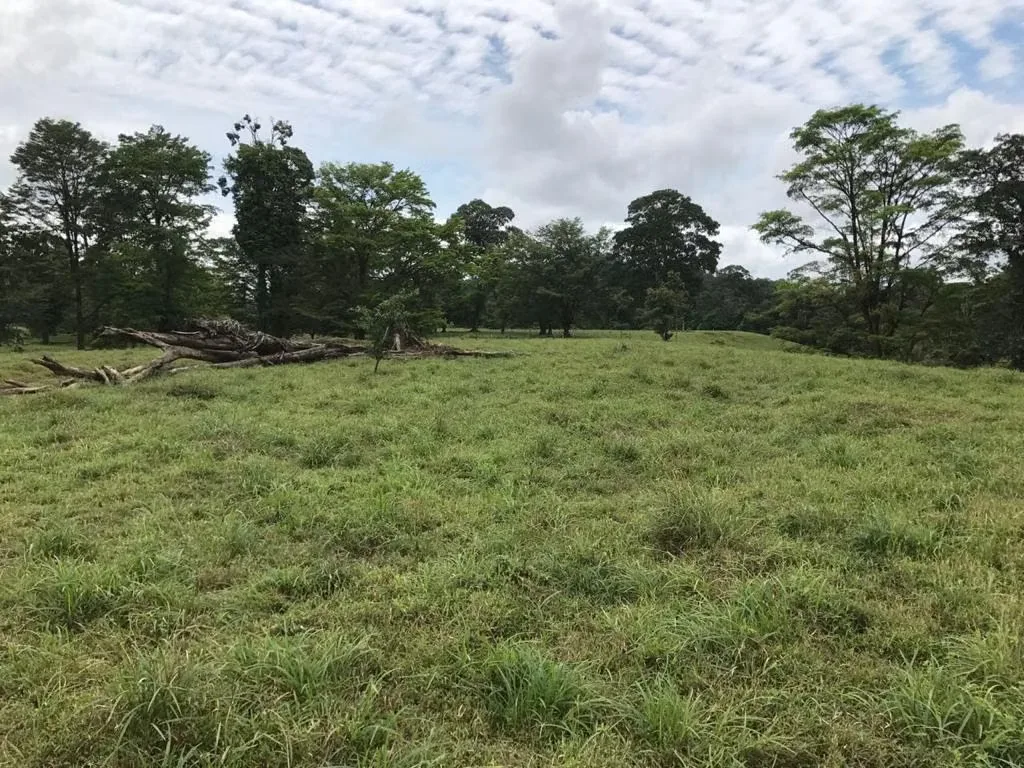 La propiedad es conocida por ser santuario de las Lapas Verdes debido a los árboles ...
